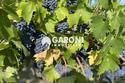 terreno agricolo Brisighella (RA)  