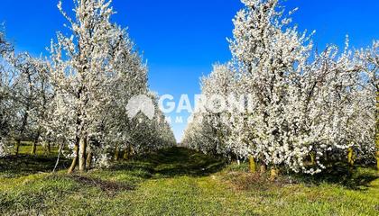 terreno agricolo Faenza (RA) 