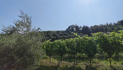 terreno agricolo Faenza (RA) Campagna Monte