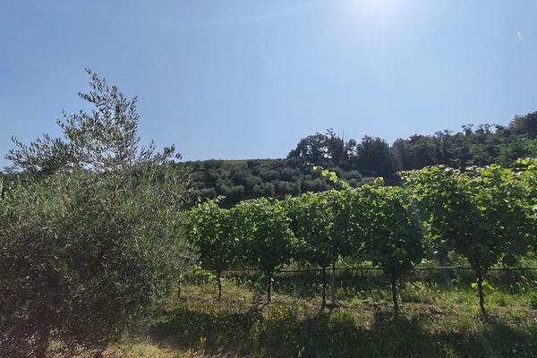 vendita terreno agricolo